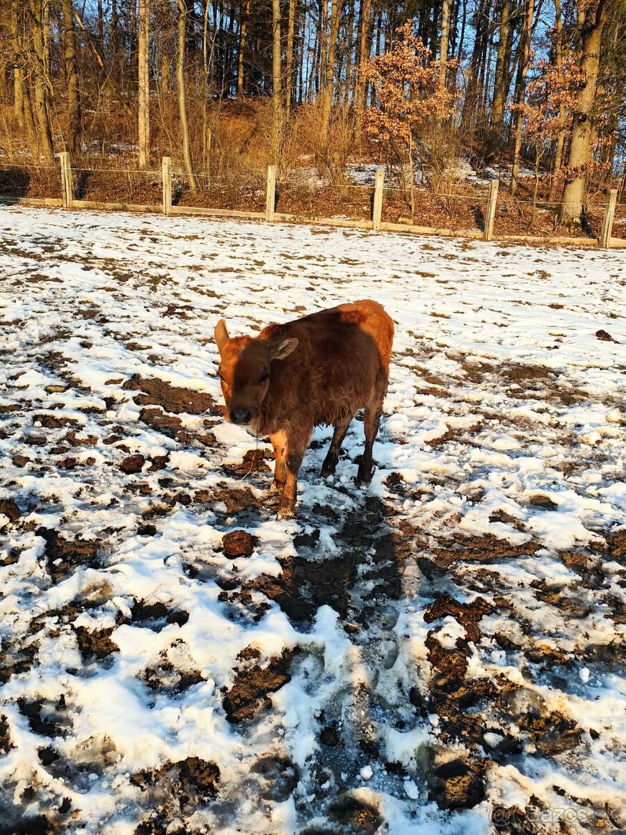 Predám jalovičku - 3
