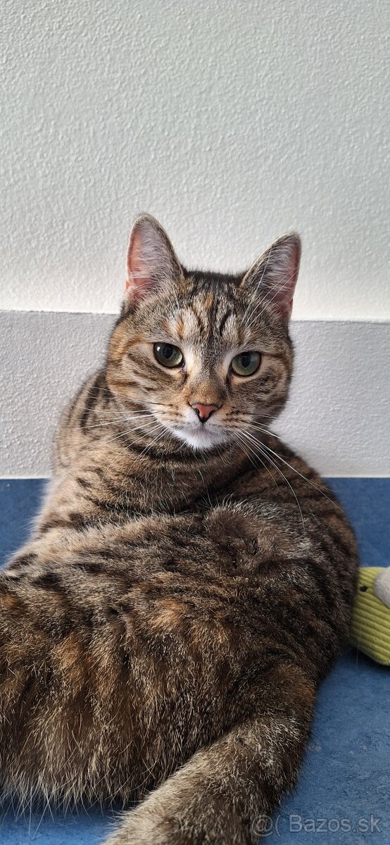 Nežná mačička LENKA hľadá domov - 3
