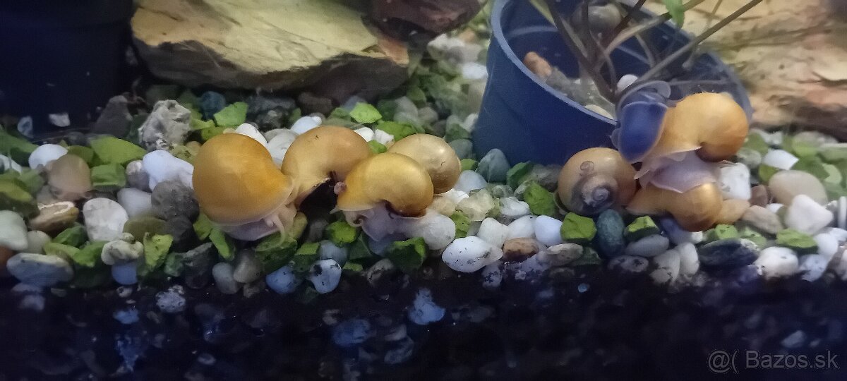 Ampularia žltá - 3