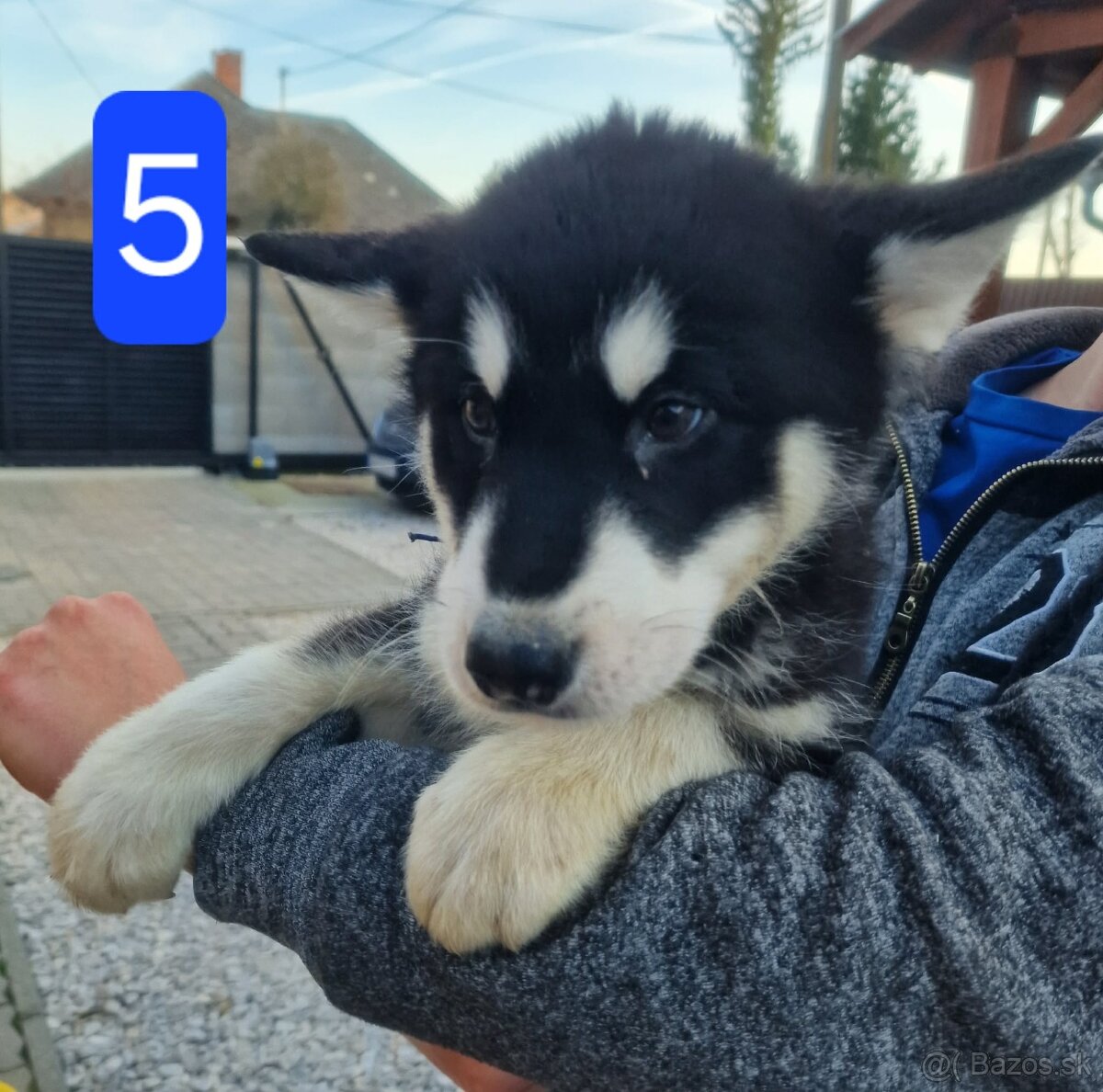 Aljašský malamut - 3