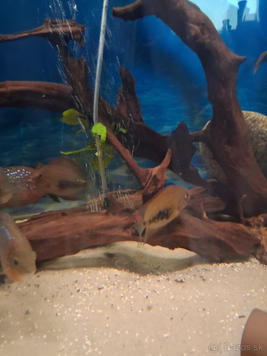 Uaru amphiacanthoides - 3