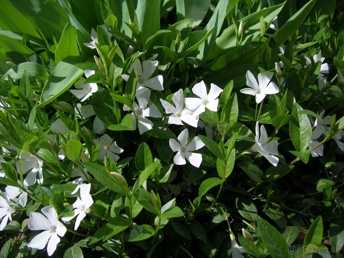 Vinca minor - Zimozeleň menšia - biele kvietky - 3