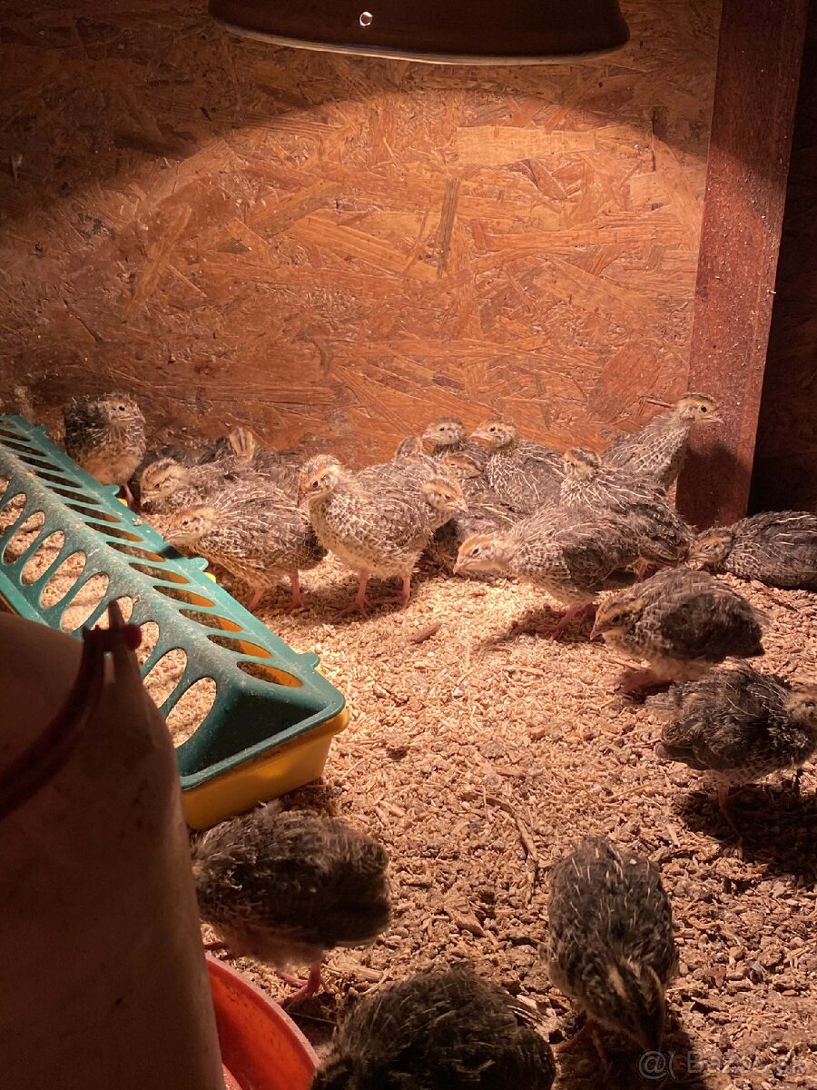 Japonské prepelice - 3