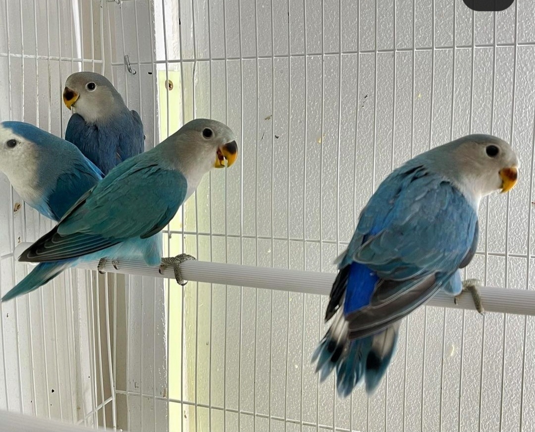 Agapornis Ruzovohrdly - mladé 2025 - 3