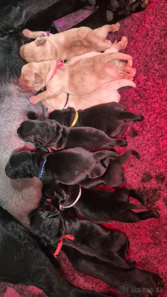 Labrador retriever - šteniatka - 3