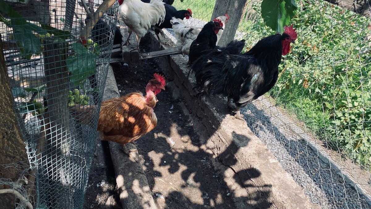 Predám kohútov vyliahnutých 29.1. 2025 - 3