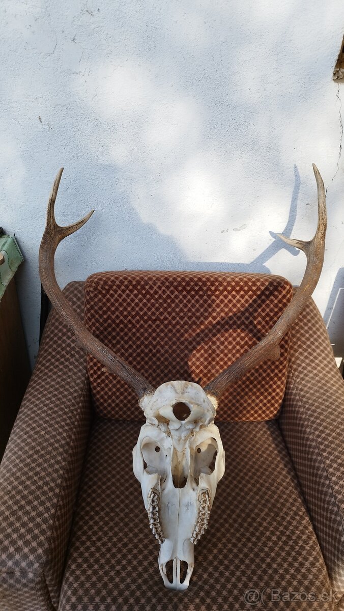 Predám trofej jeleňa, parožie zhody trofeje. - 3