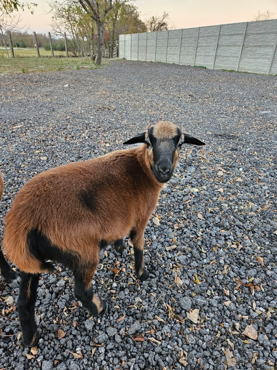 Predam kamerunske ovce - 3