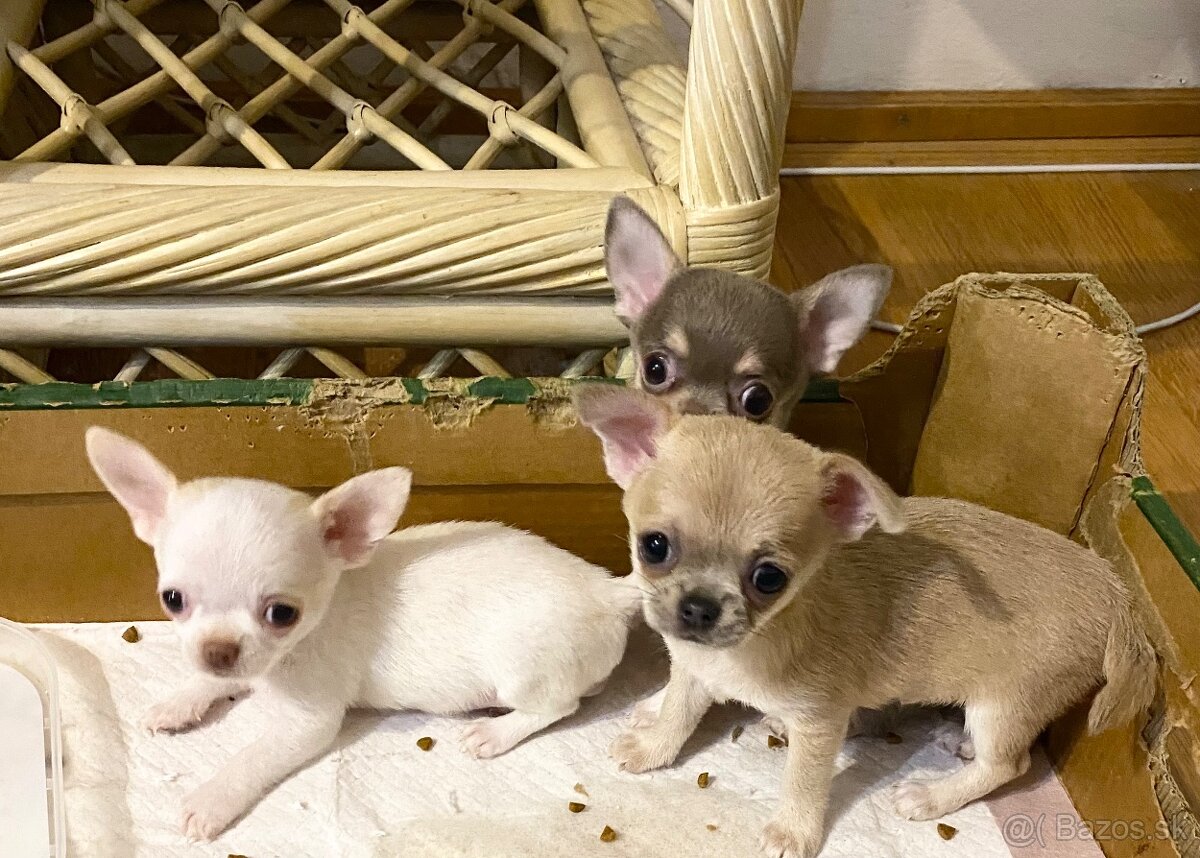 Čivava biely psík - 3