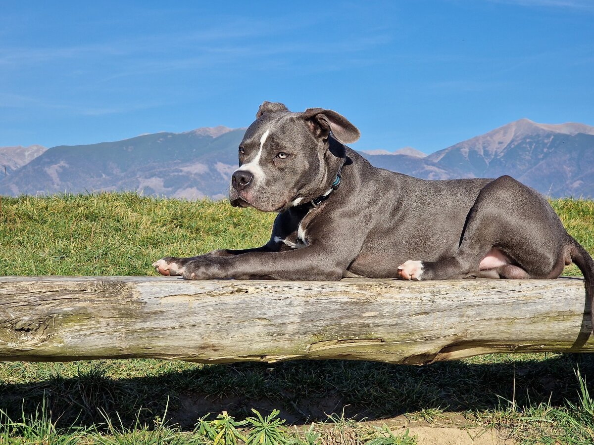 Americký stafordšírsky terier - krytie - 3