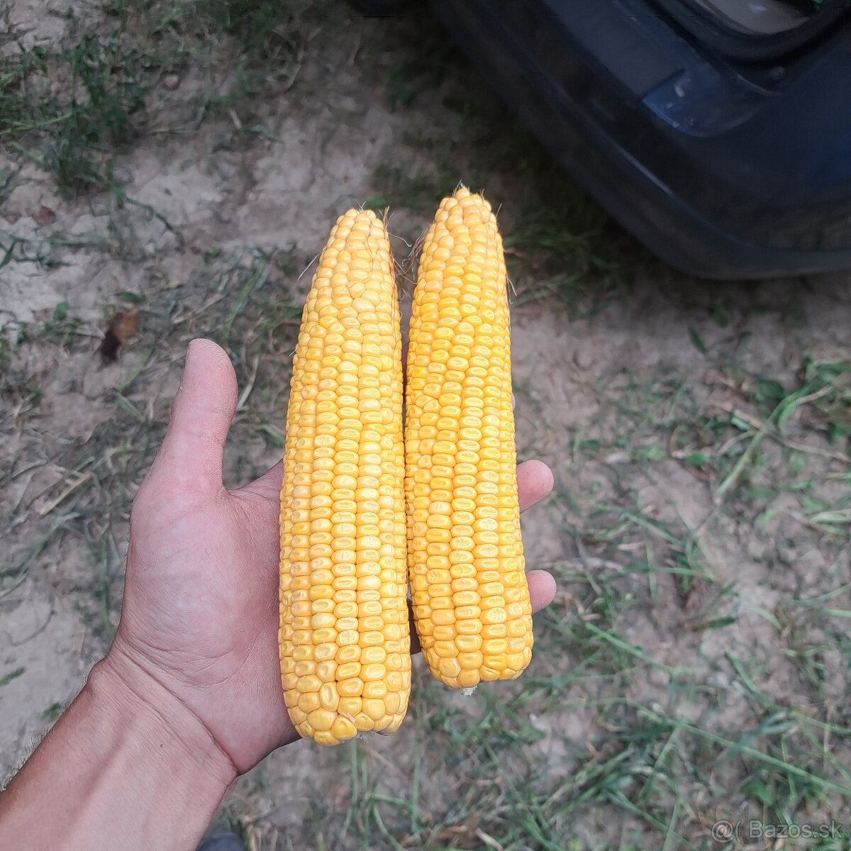 Kukurica - 3