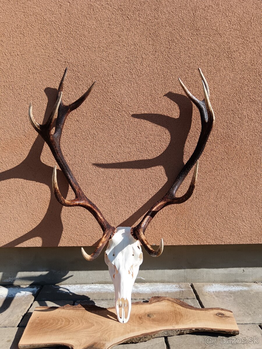 Jelenia trofej - 3