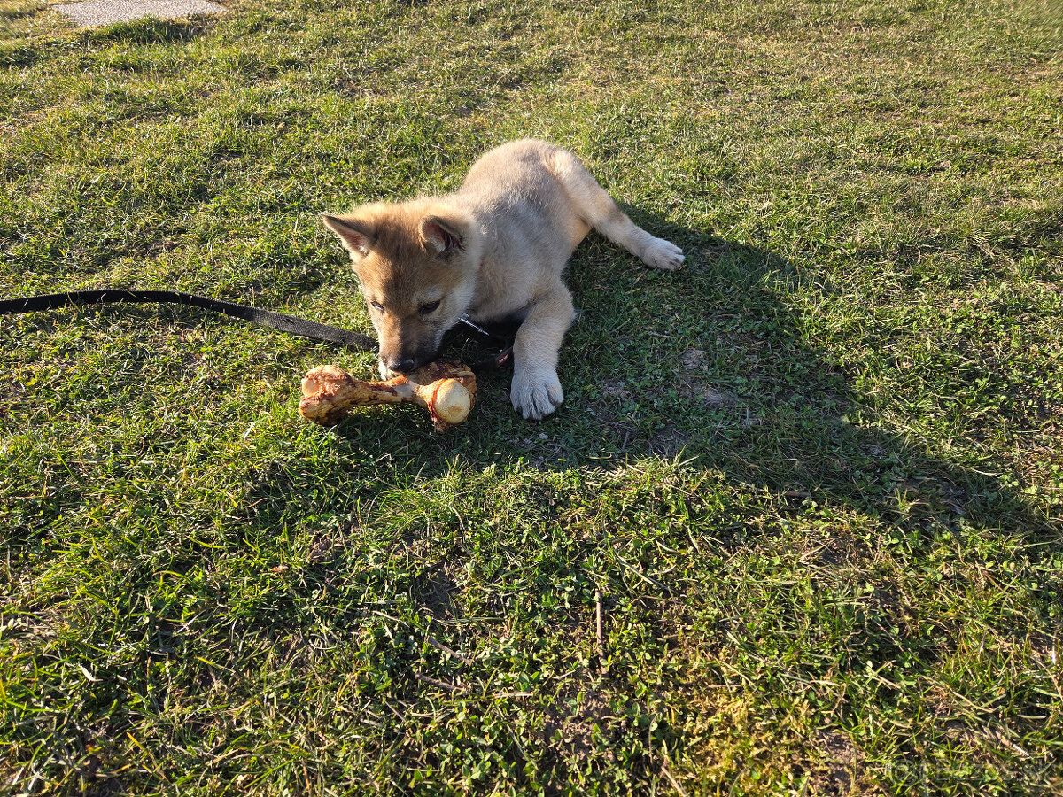 Československý vlčiak - 3