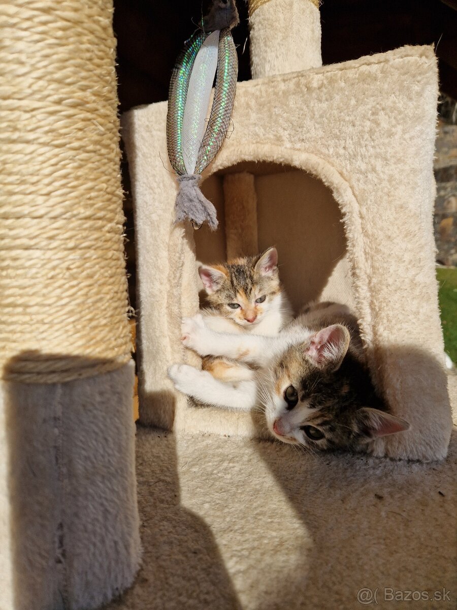 Darujem mačicky - 3