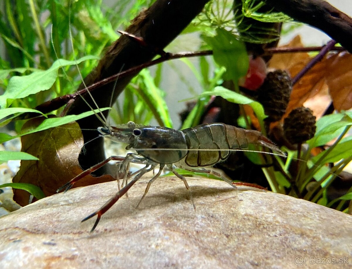 Krevetky Macrobrachium - 3