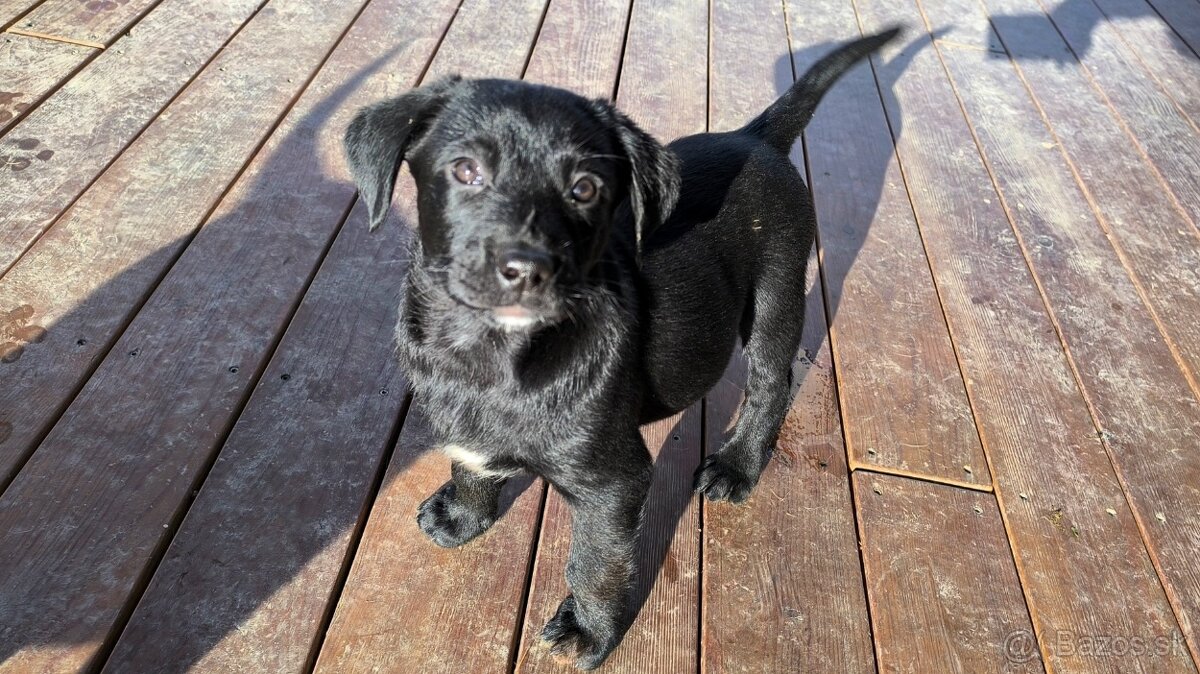 Labrador steniatko - 3