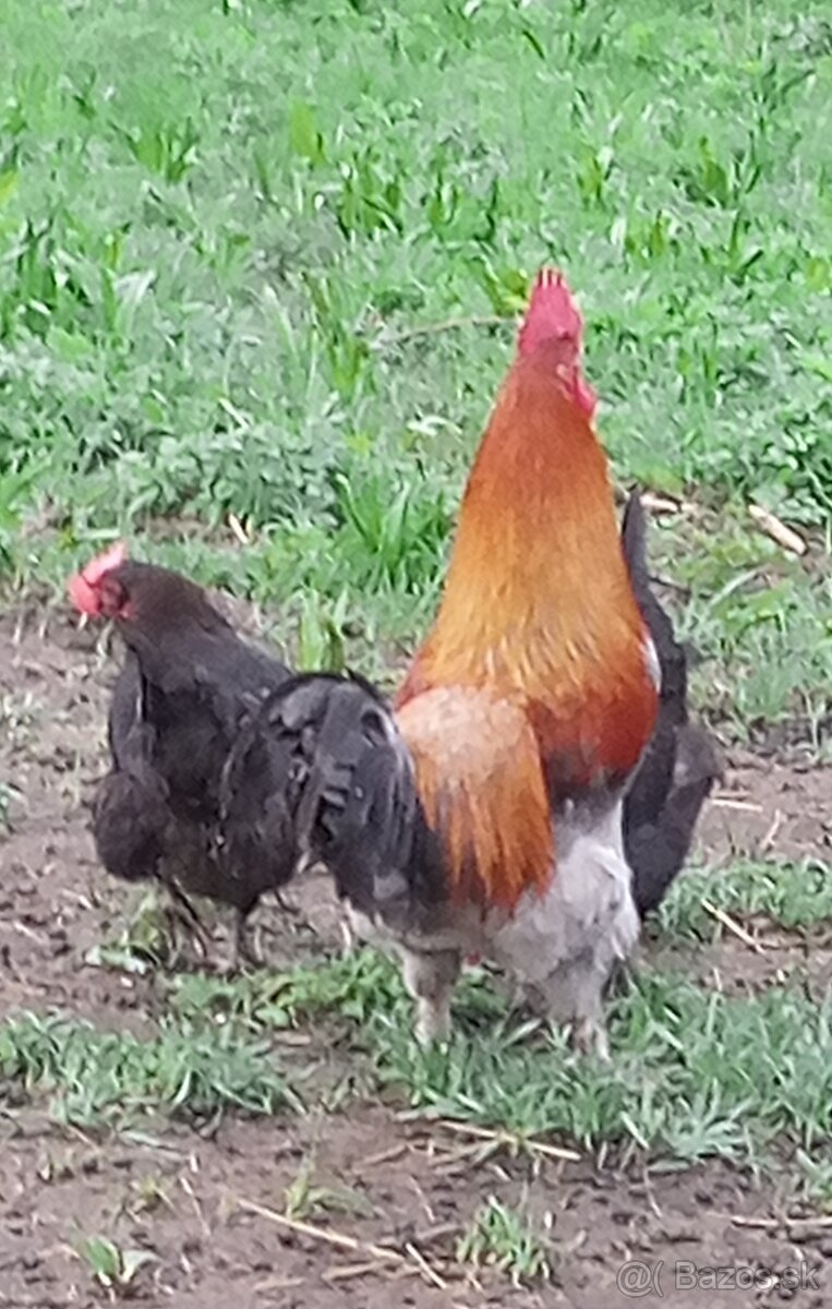 NV tmavohnedé Marans - 3