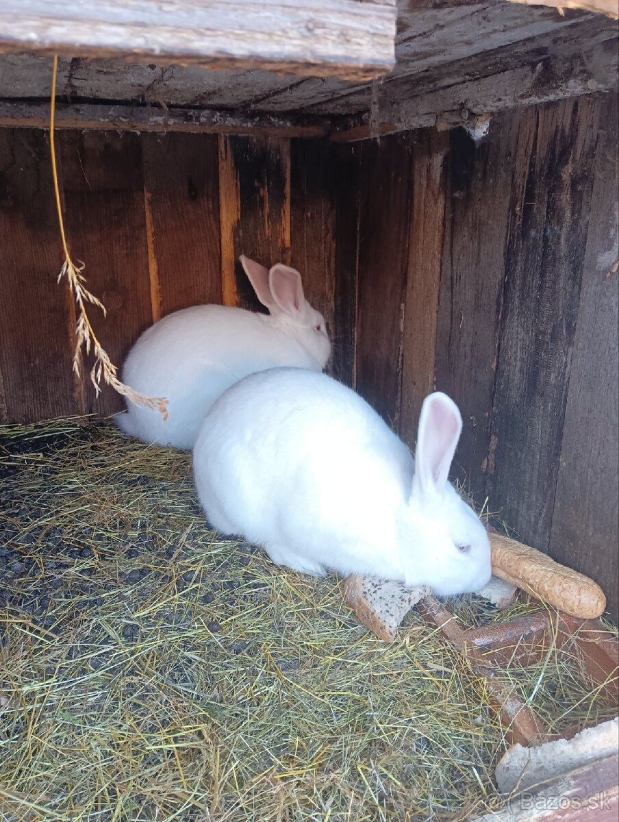 Predám zajace králiky - 3