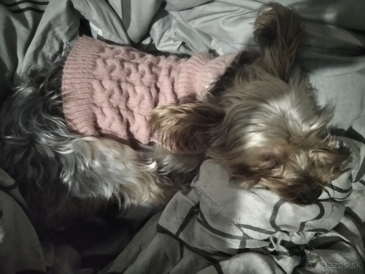 Yorkshire terrier - 3