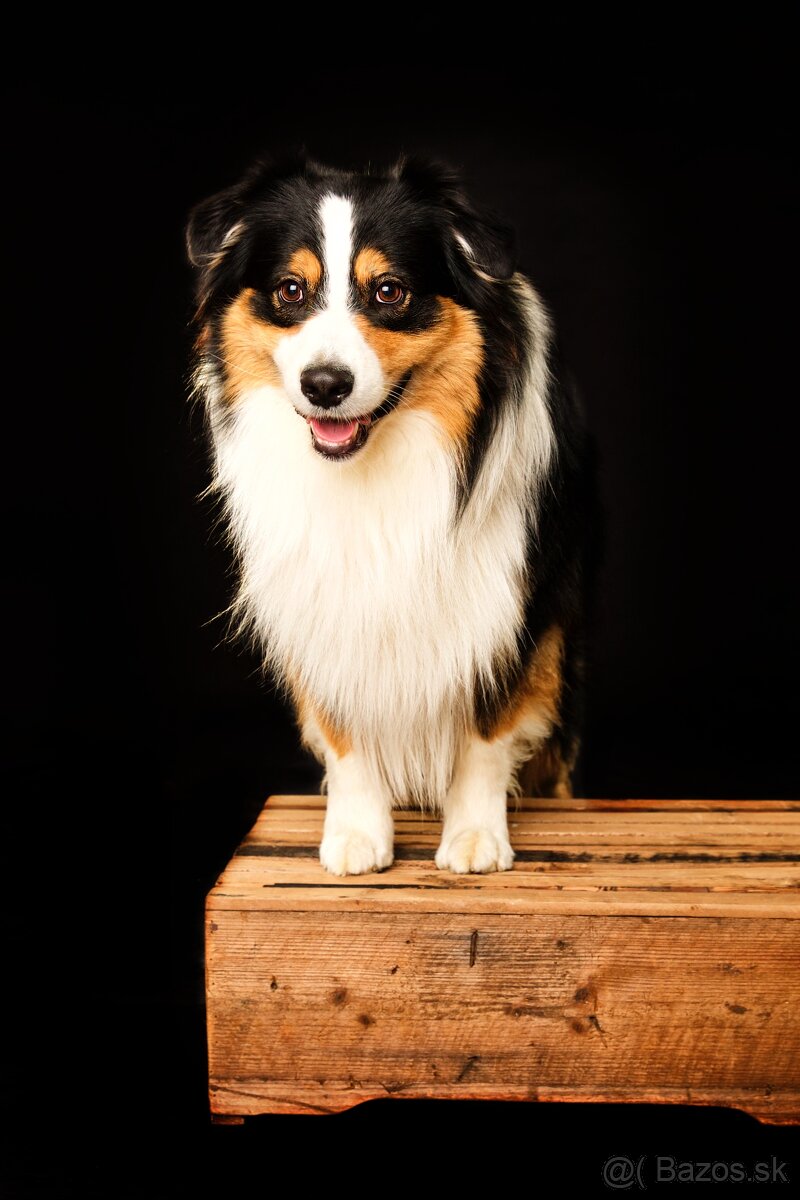 Krytie – Austrálsky ovčiak s PP (Clay, 5 rokov) - 3