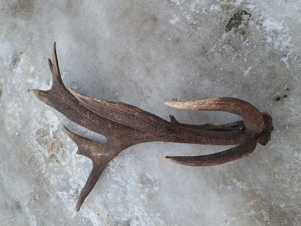 Parohy, parozie, jelen - 3