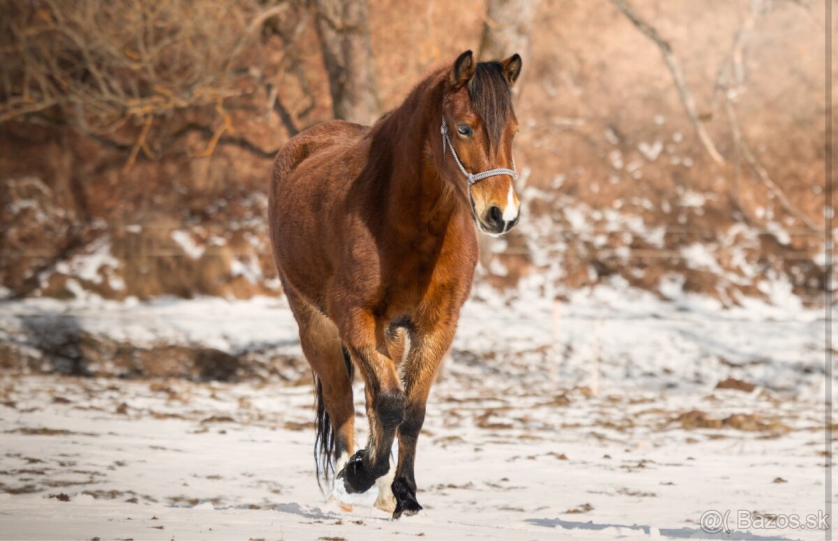 Welsh pony kobyla - 3