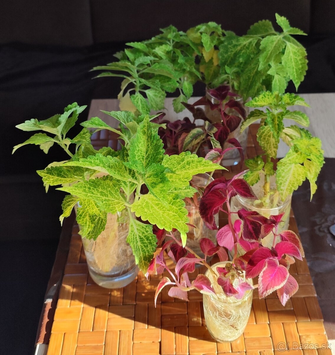 Predávam odrezky Coleus - 3