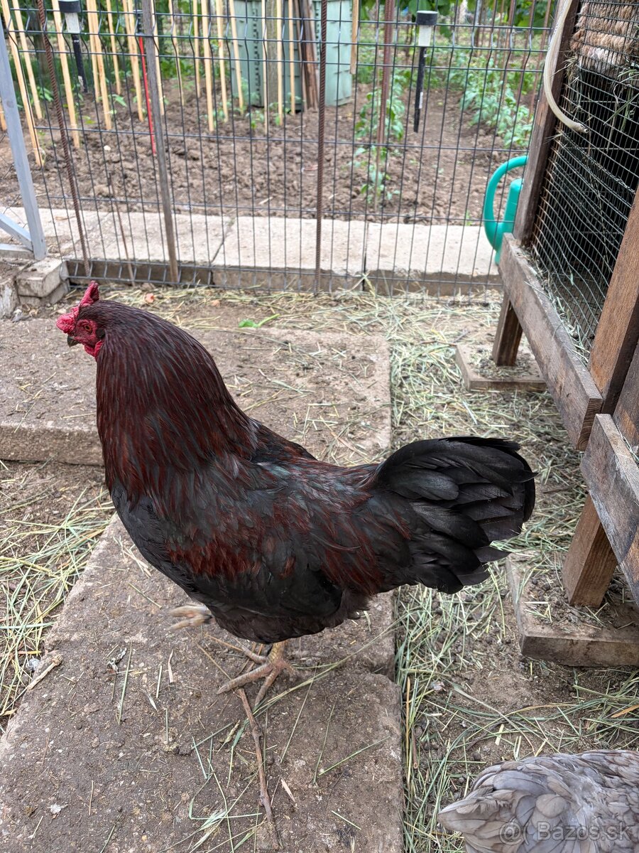 Predám kohúta Ameraucana - 3
