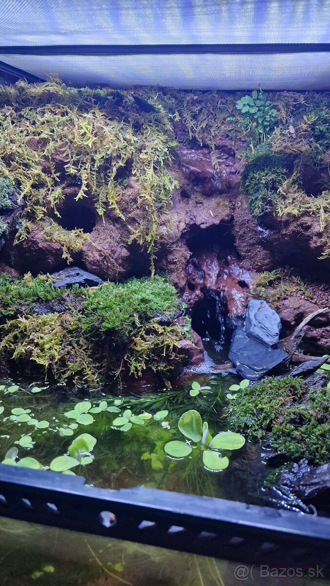 Predám Paludarium - 3