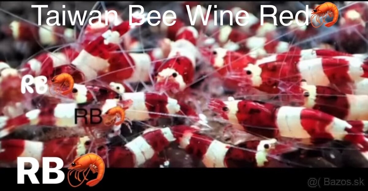 PREMIUM AKVA KREVETKY🦐Caridina a Neocaridina- Odber Zilina - 3