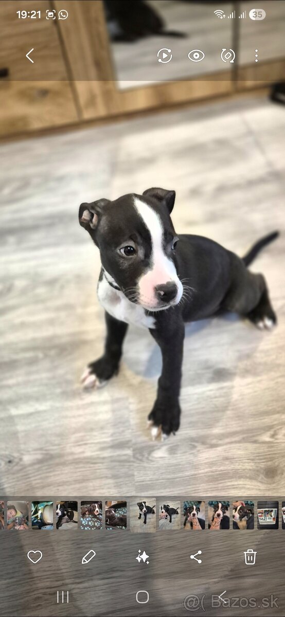 Americký Staford - 3