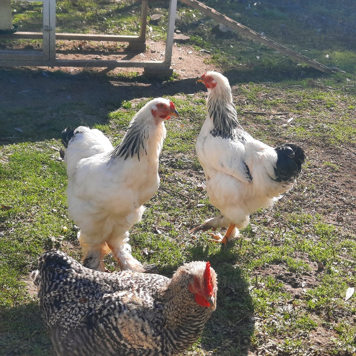 Brahmanka veľká biela- Columbia - 3