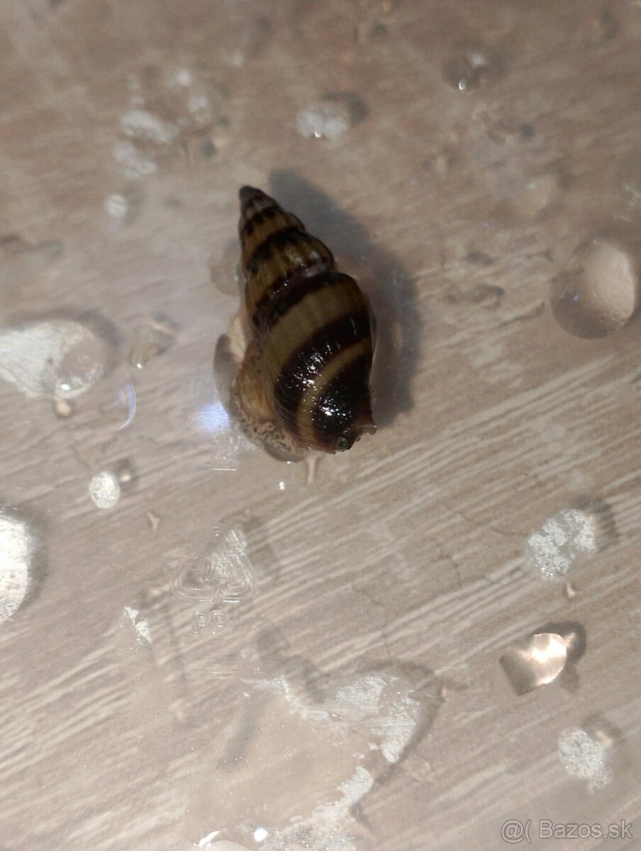 Clea helena – dravé slimáky proti premnoženým slimákom - 3