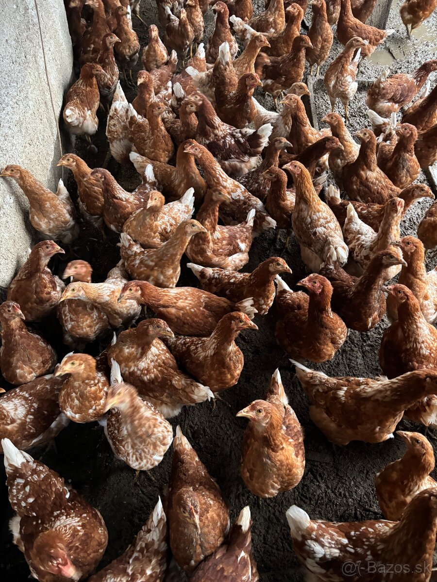 Vysokoznáškové nosnice / mládky - 3