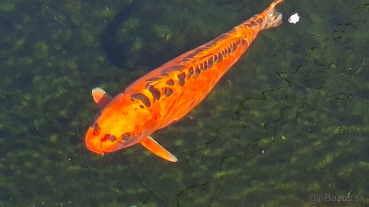 Koi kapre - 3