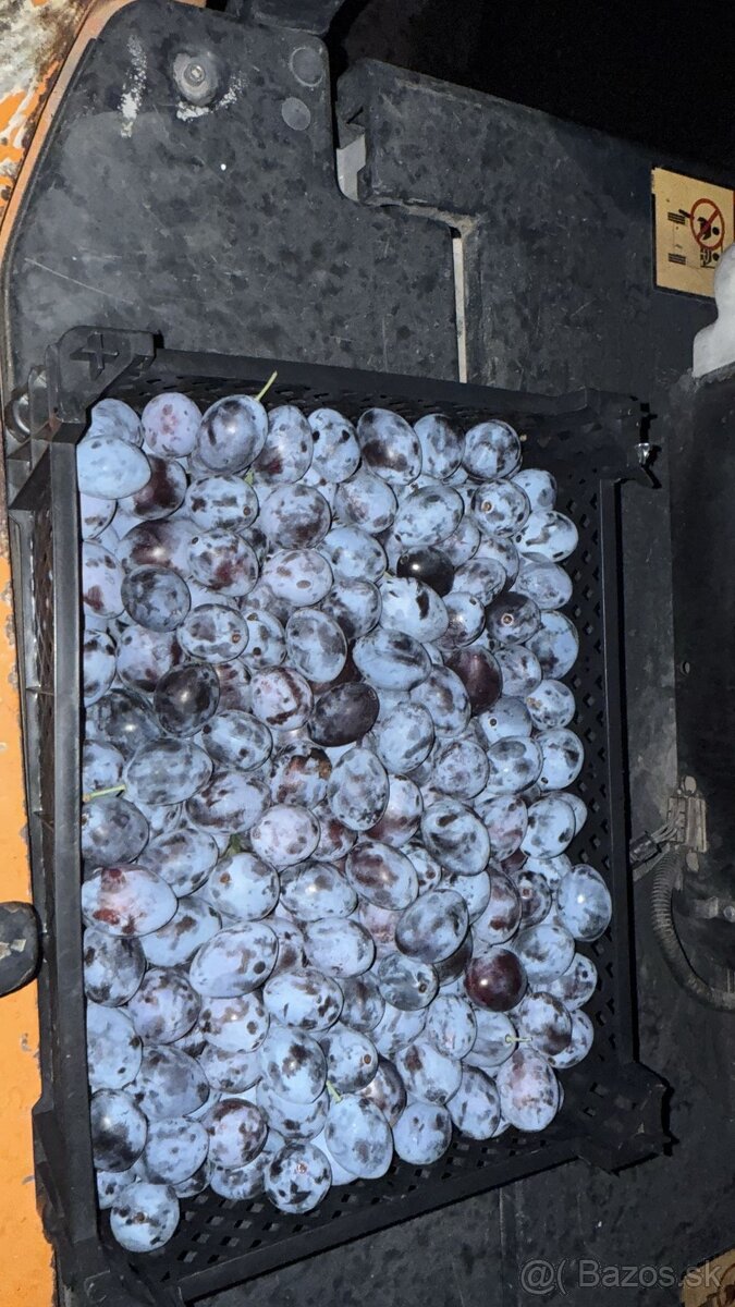 Slivky na kvas 0,45€ kg - 3