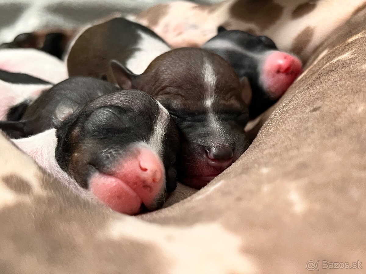 Americký bezsrstý teriér s PP FCI - 3