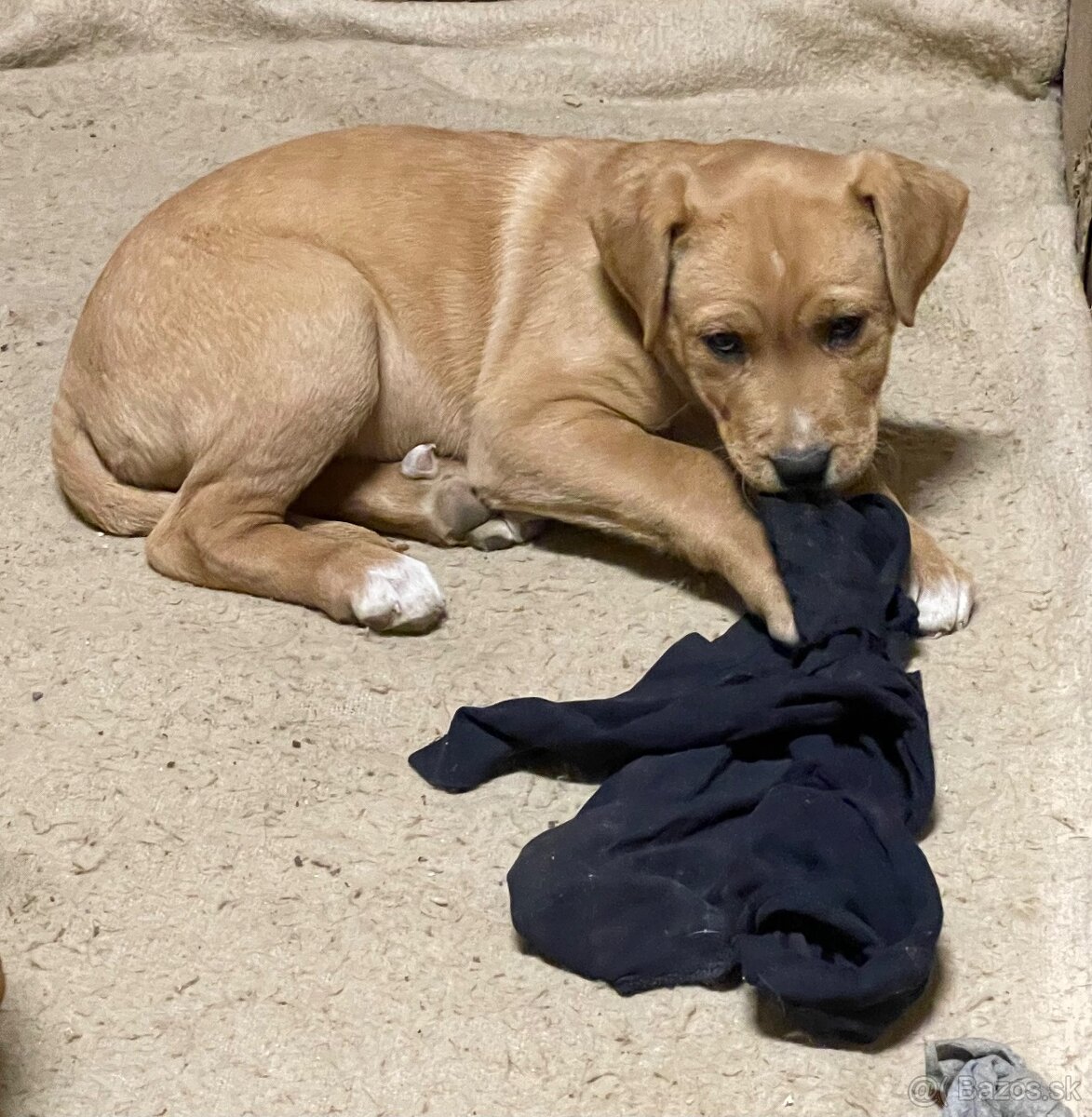 Kríženec Staford - Labrador - 3