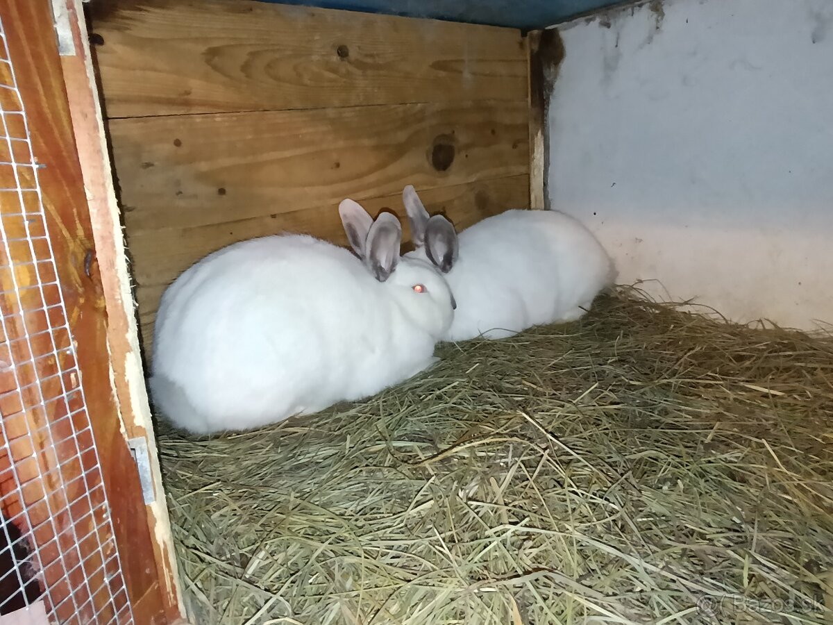 Nitriansky králik - 3