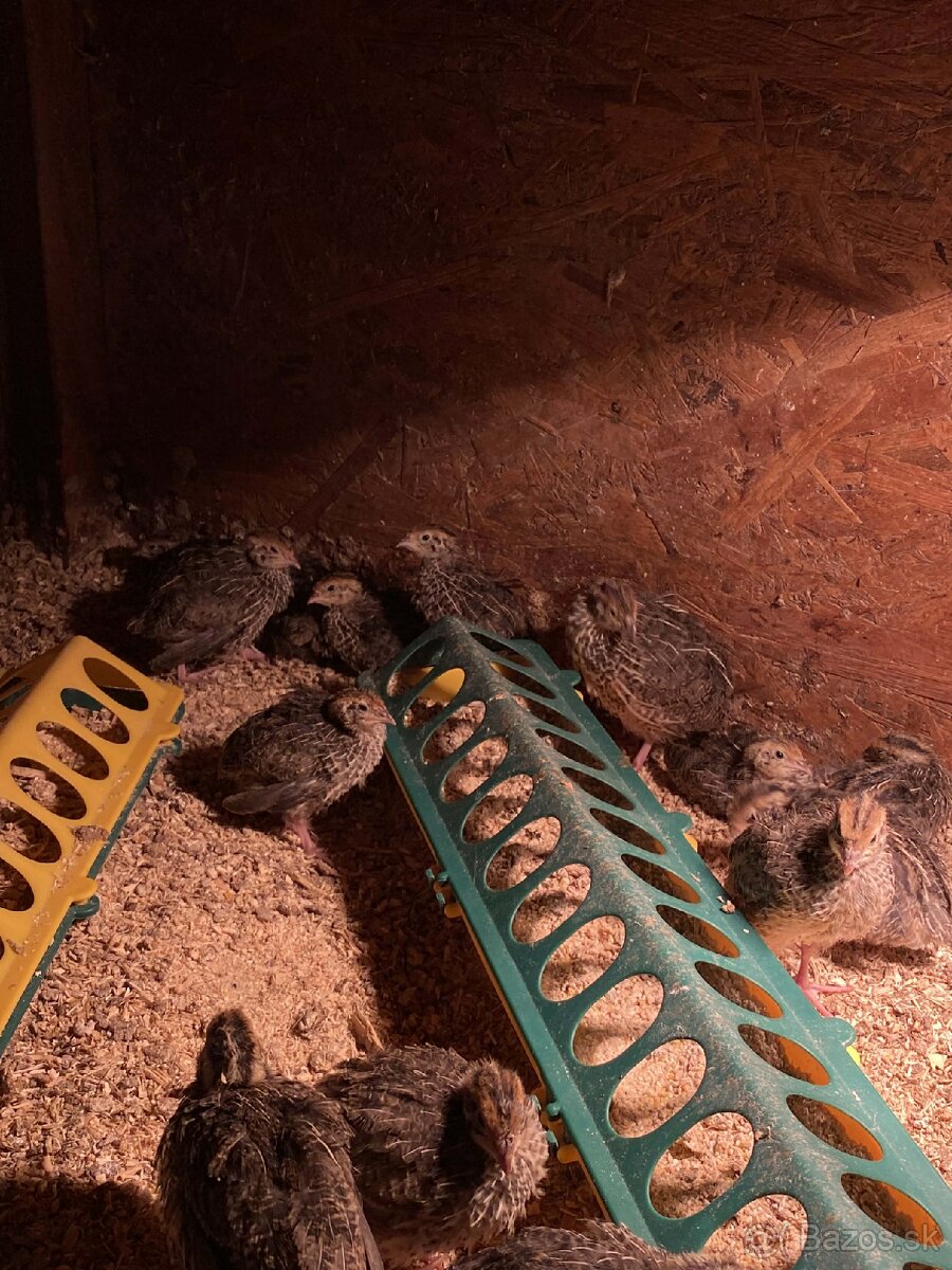 Japonské prepelice - 3