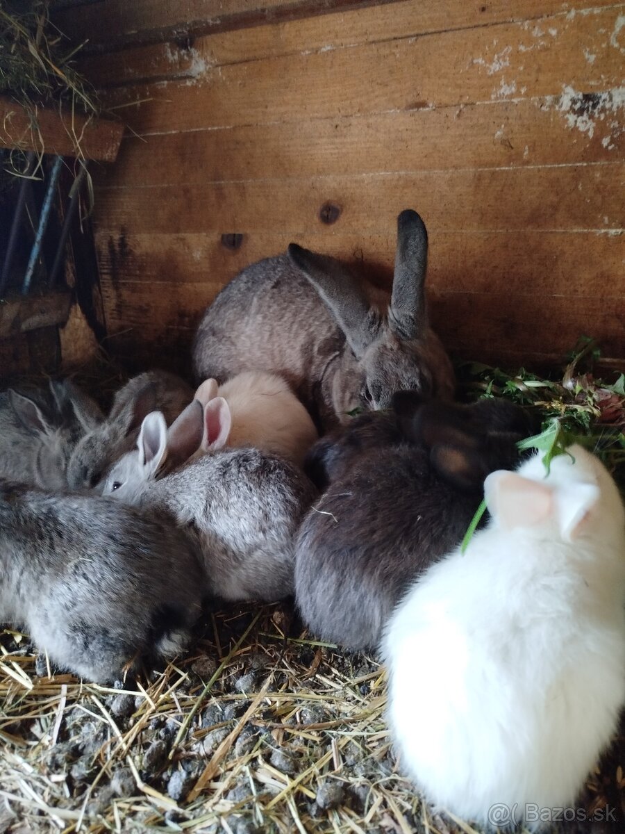 Predám zajace - 3
