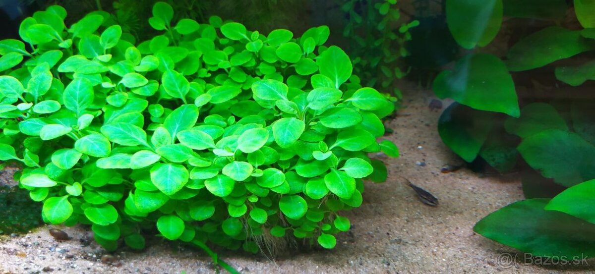 Nenáročné rastliny do akvária - 3