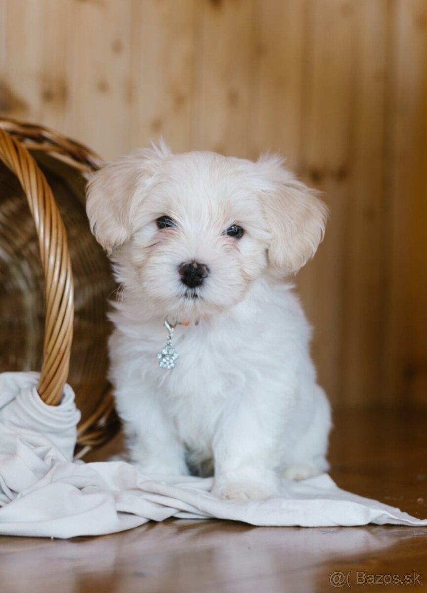 Havanský psík s PP - 3