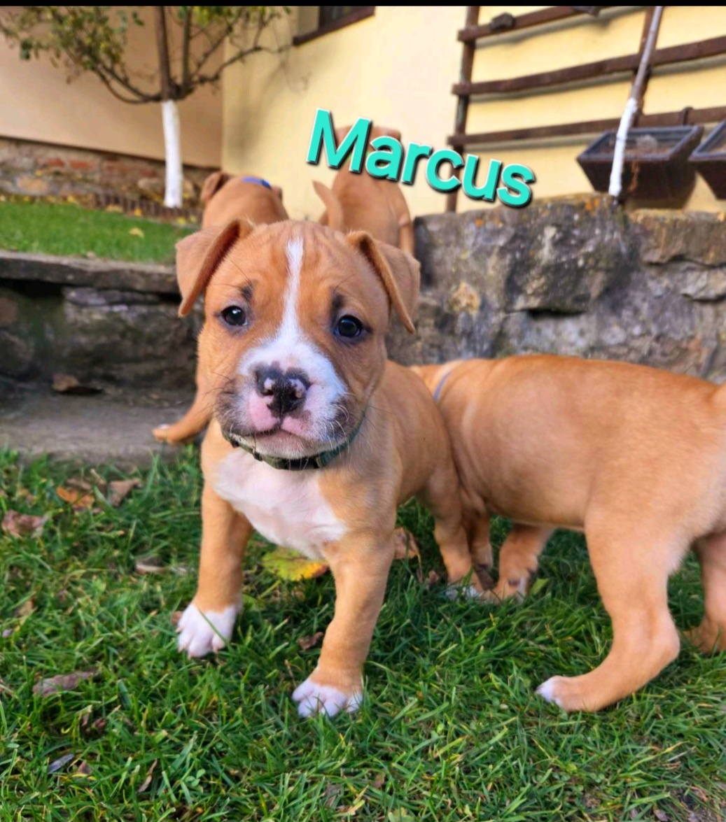 Americký stafordširský teriér - 3