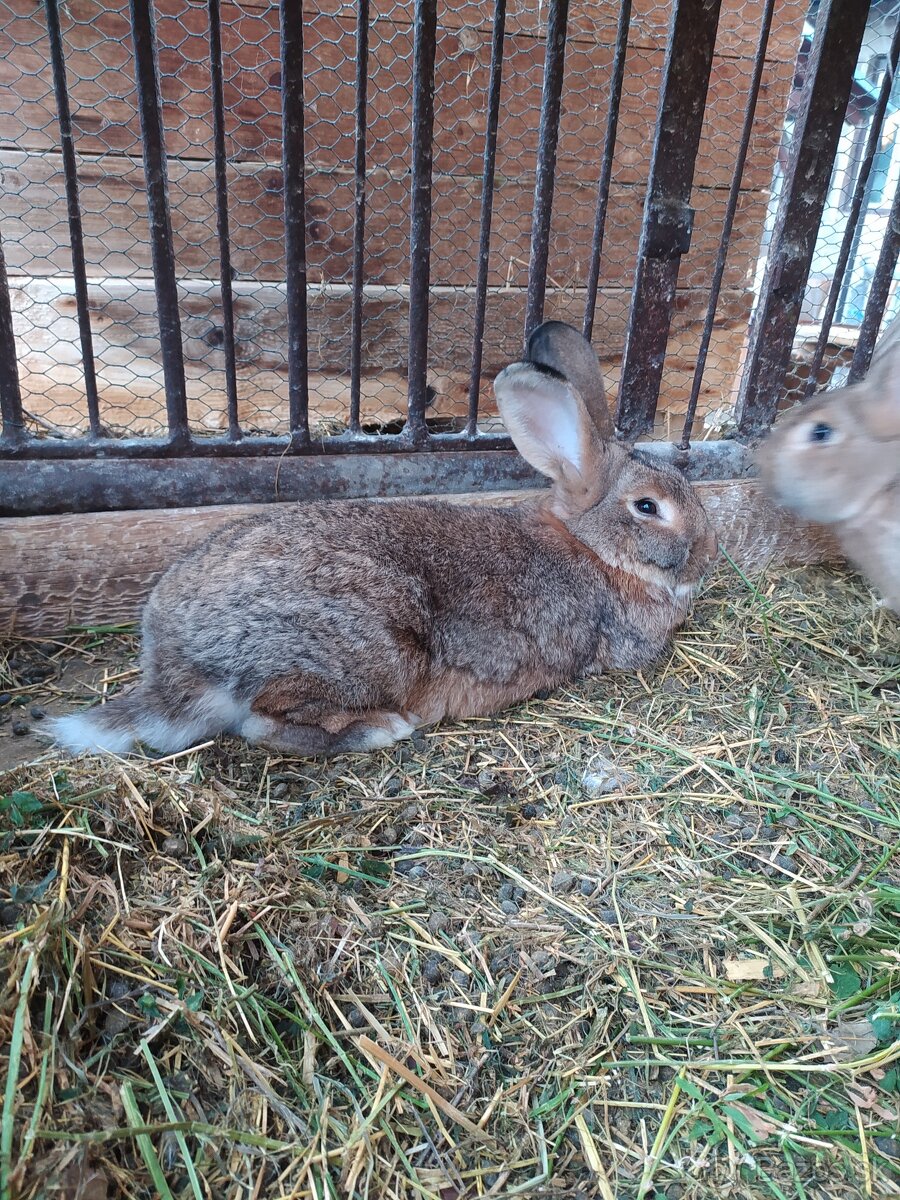 Zajace na chov - 3