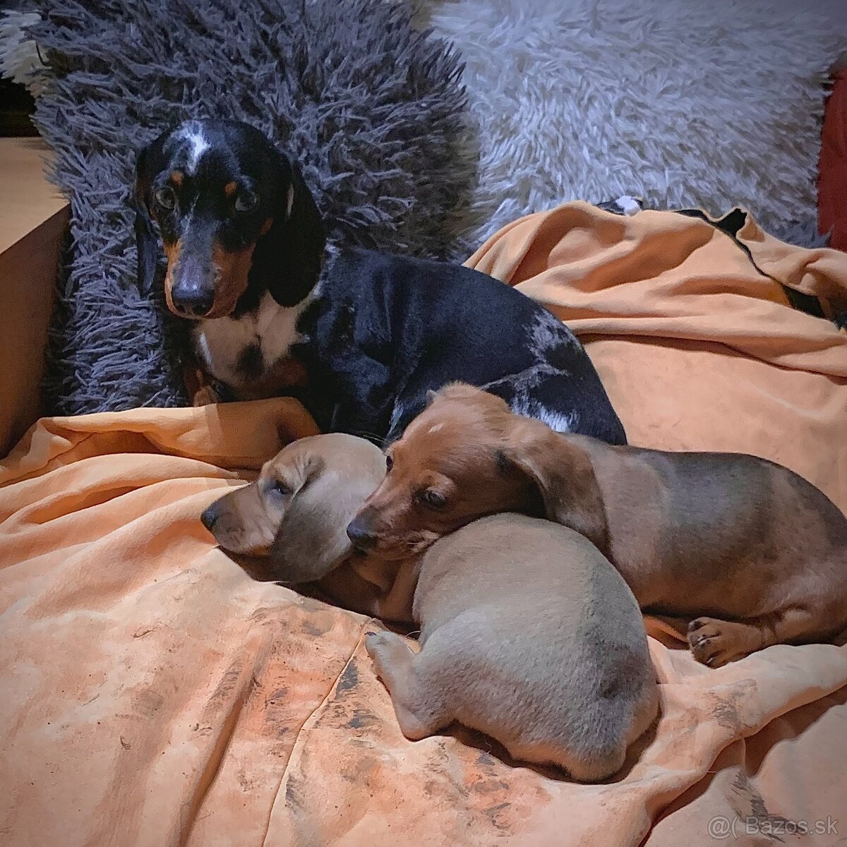 Jezevčík trpasličí merle - 3