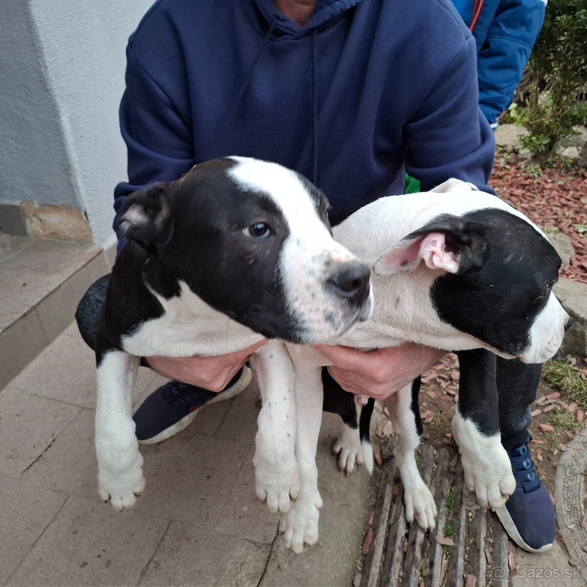 americky stafordsirsky terier - 3