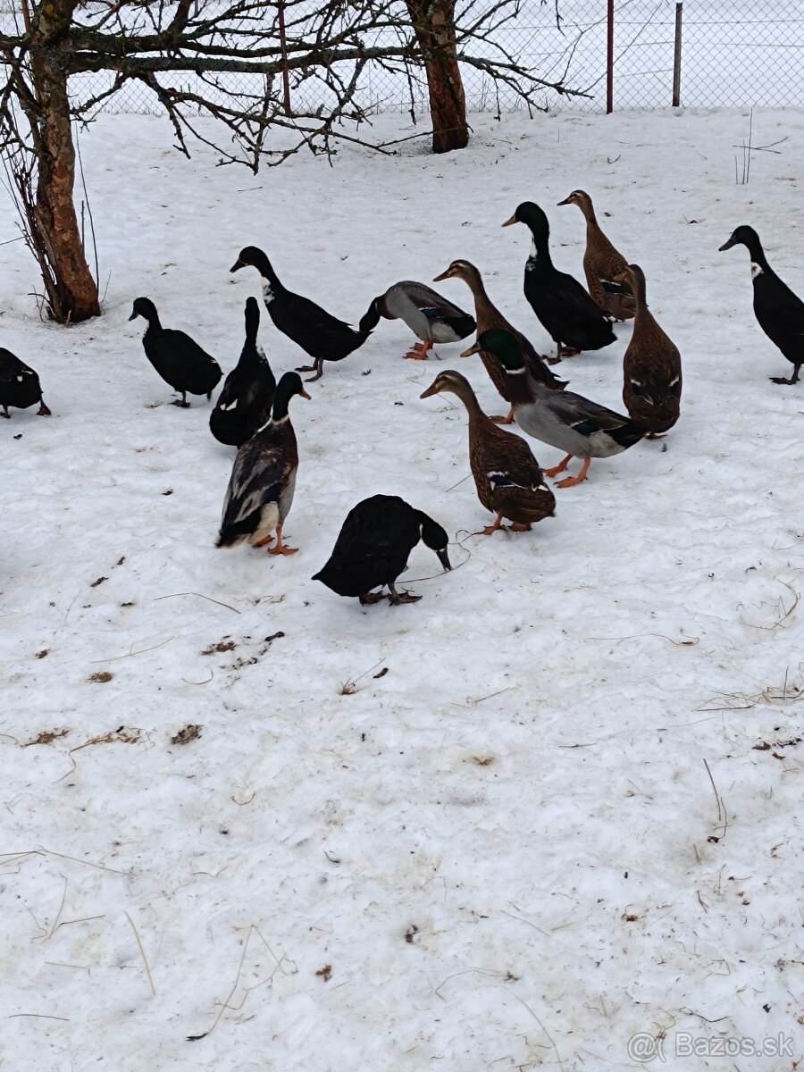 Predám indické bežce - 3