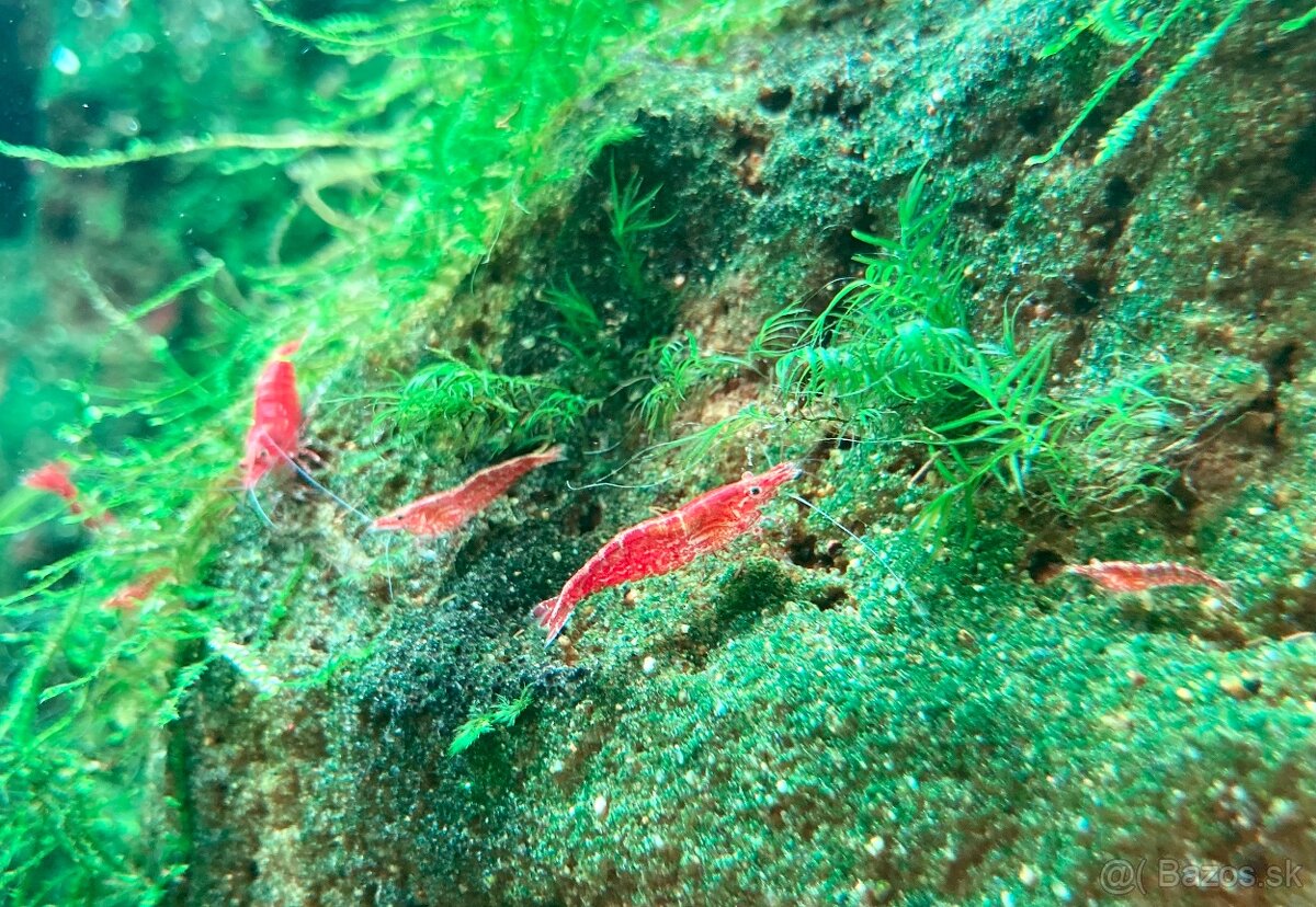 KREVETKY - Neocaridina davidi, Caridina Japonica - 3