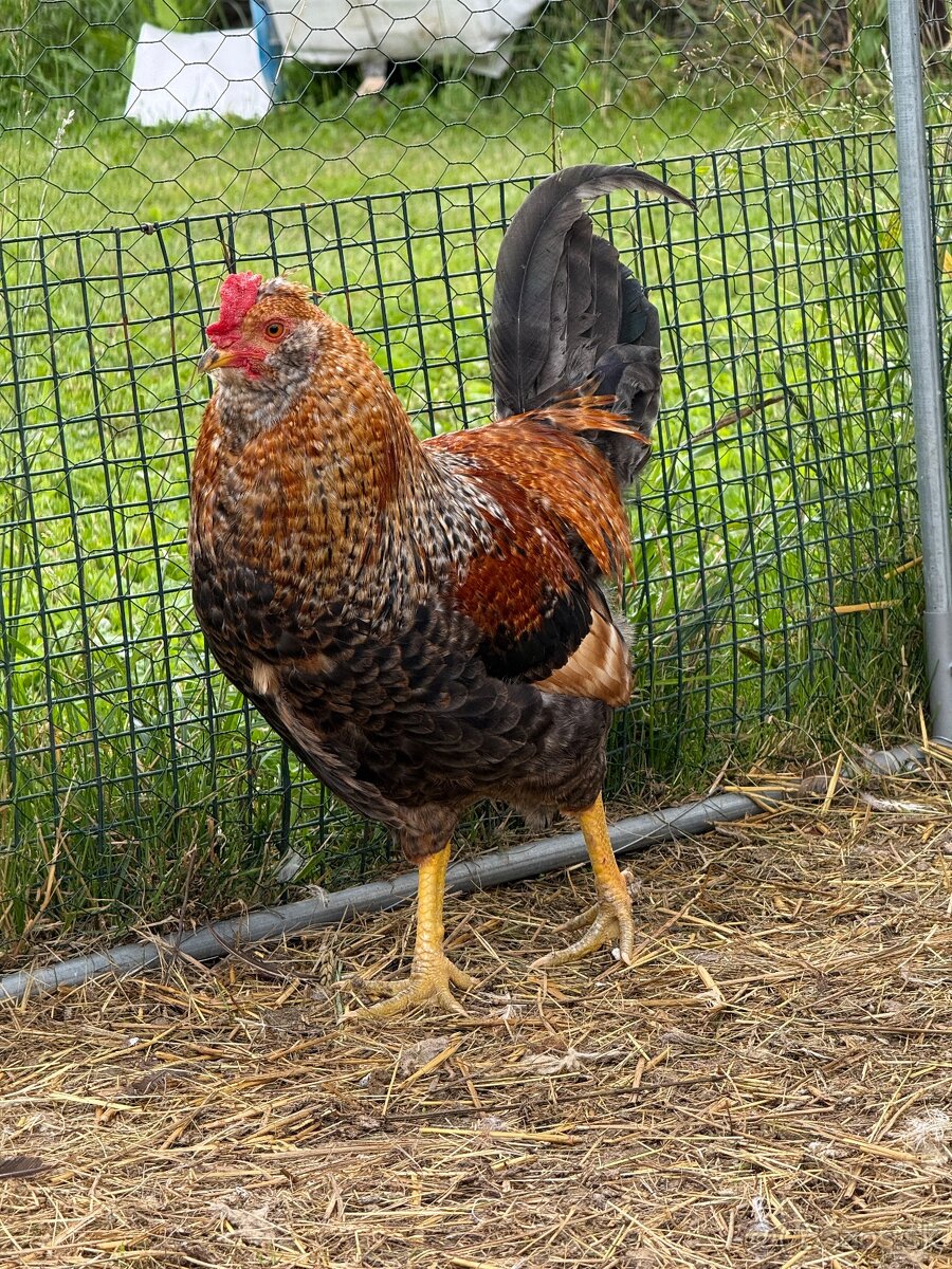 Kohut araucana - 3